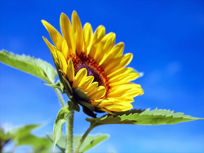 Sun Flower