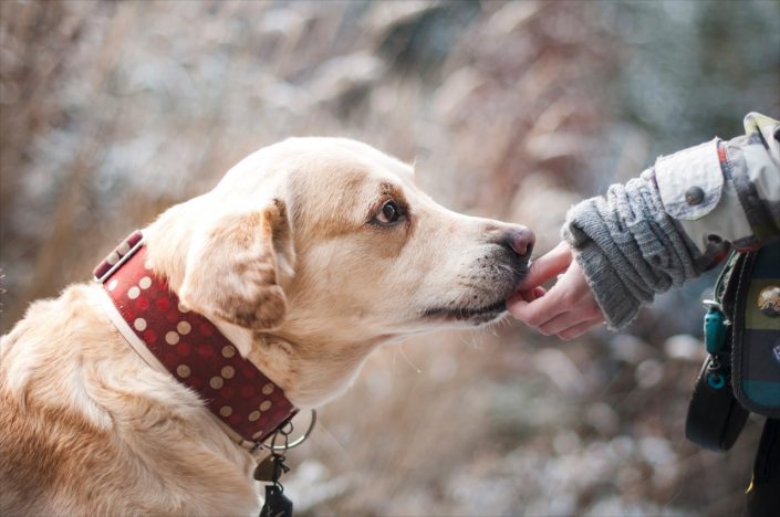 Dog Hand